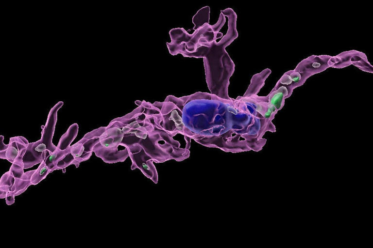 Duke Research & Innovation tweet media