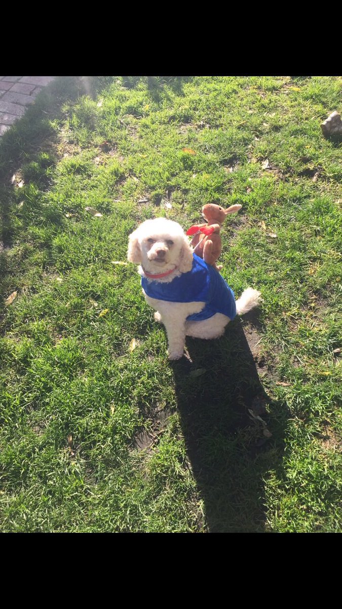 Burnsey47's tweet photo. Rest in paradise 👑 Maisy❤️. 
Goodest Girl 🥰 https://t.co/o4kgXR22X7