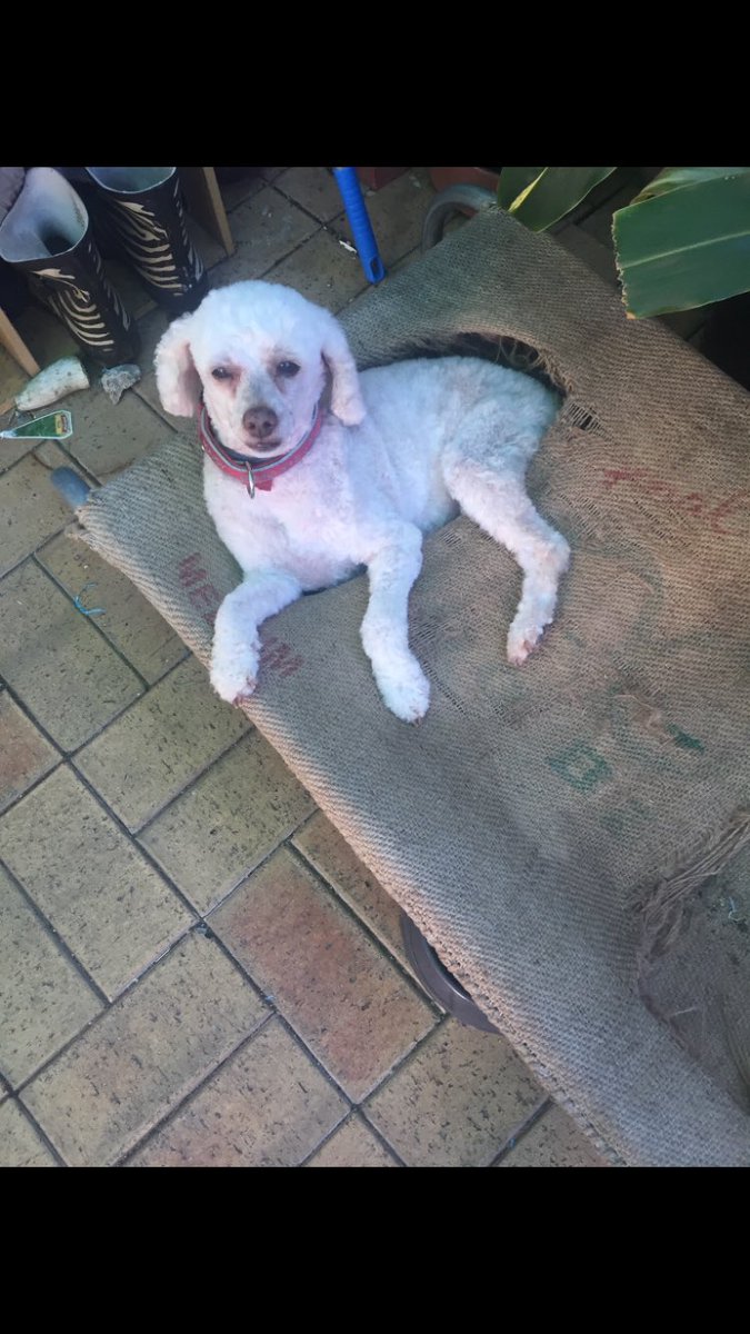 Burnsey47's tweet photo. Rest in paradise 👑 Maisy❤️. 
Goodest Girl 🥰 https://t.co/o4kgXR22X7