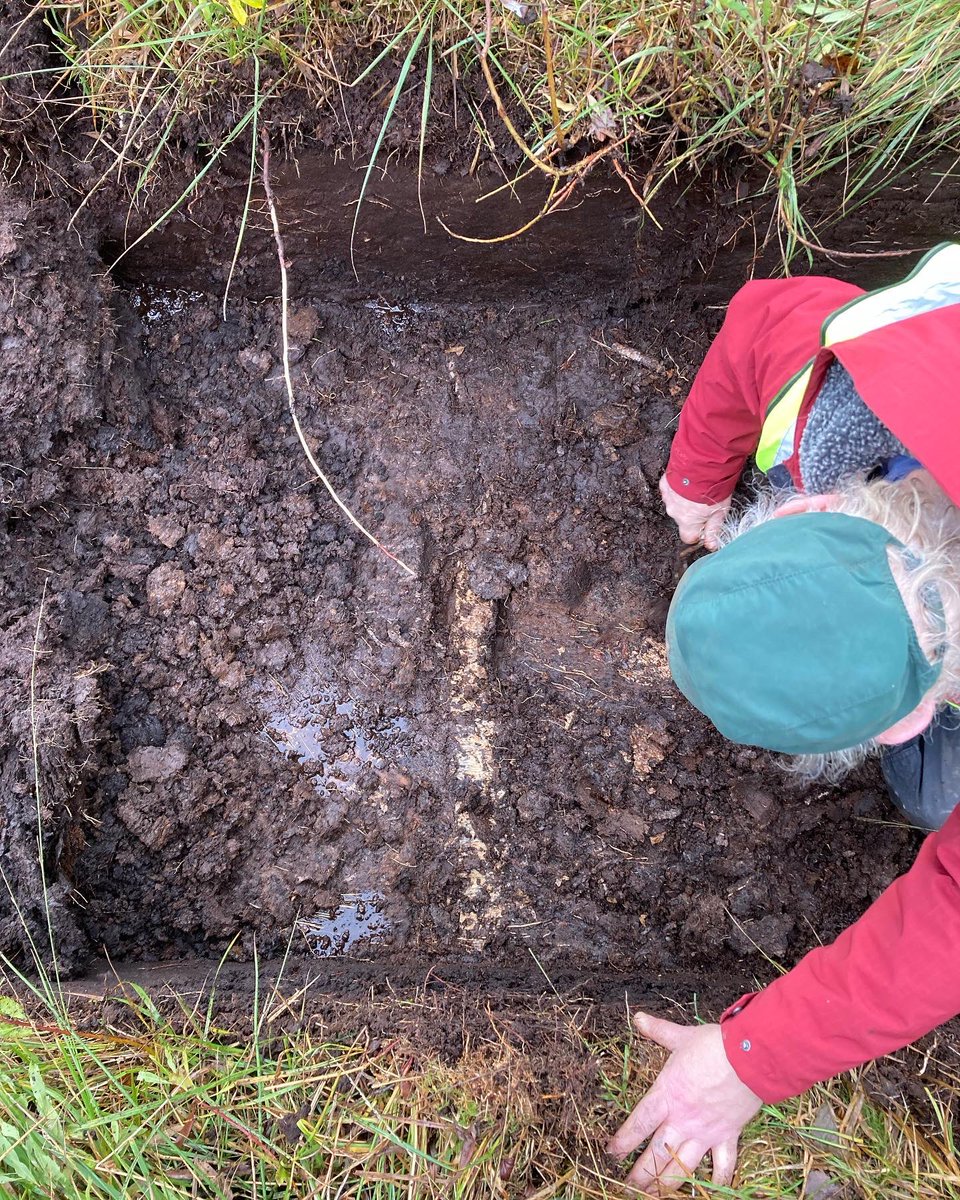 NE_Wessex's tweet image. As a precursor to our peat restoration works kicking off in the new year, we’ve had archaeologists out on site at Shapwick Heath to check for any ancient trackways.
