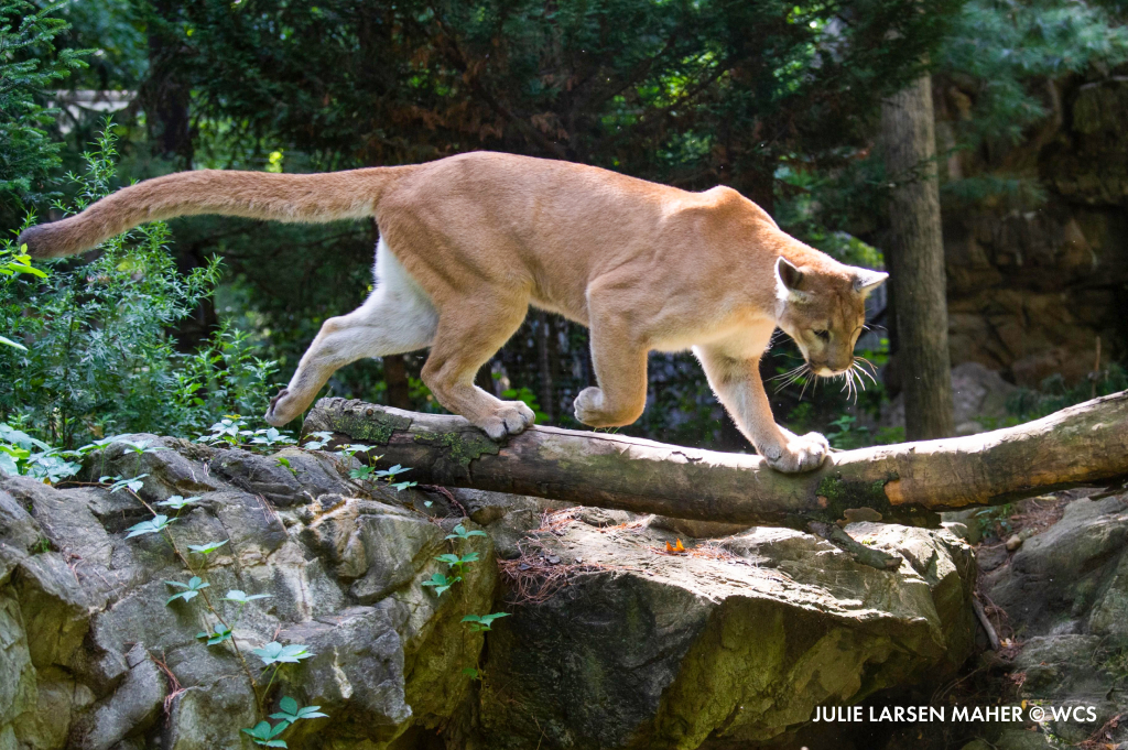 Queens Zoo on Twitter "Pumas, aka mountain lions, aka cougars, aka