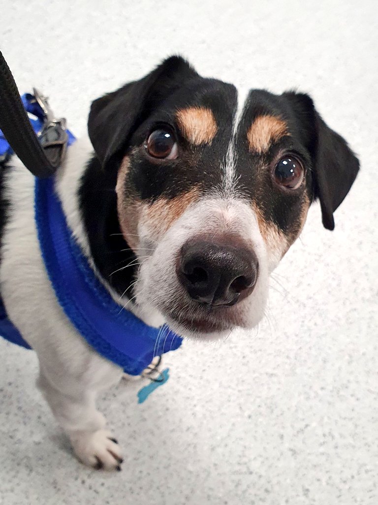 OABDRgang's tweet image. I gave her this face and she still left me at the specialist vet!!!!!!😱😱😱 #HowVeryDareShe #JackRussell #Terrier #DogsofTwittter #OABDRgang