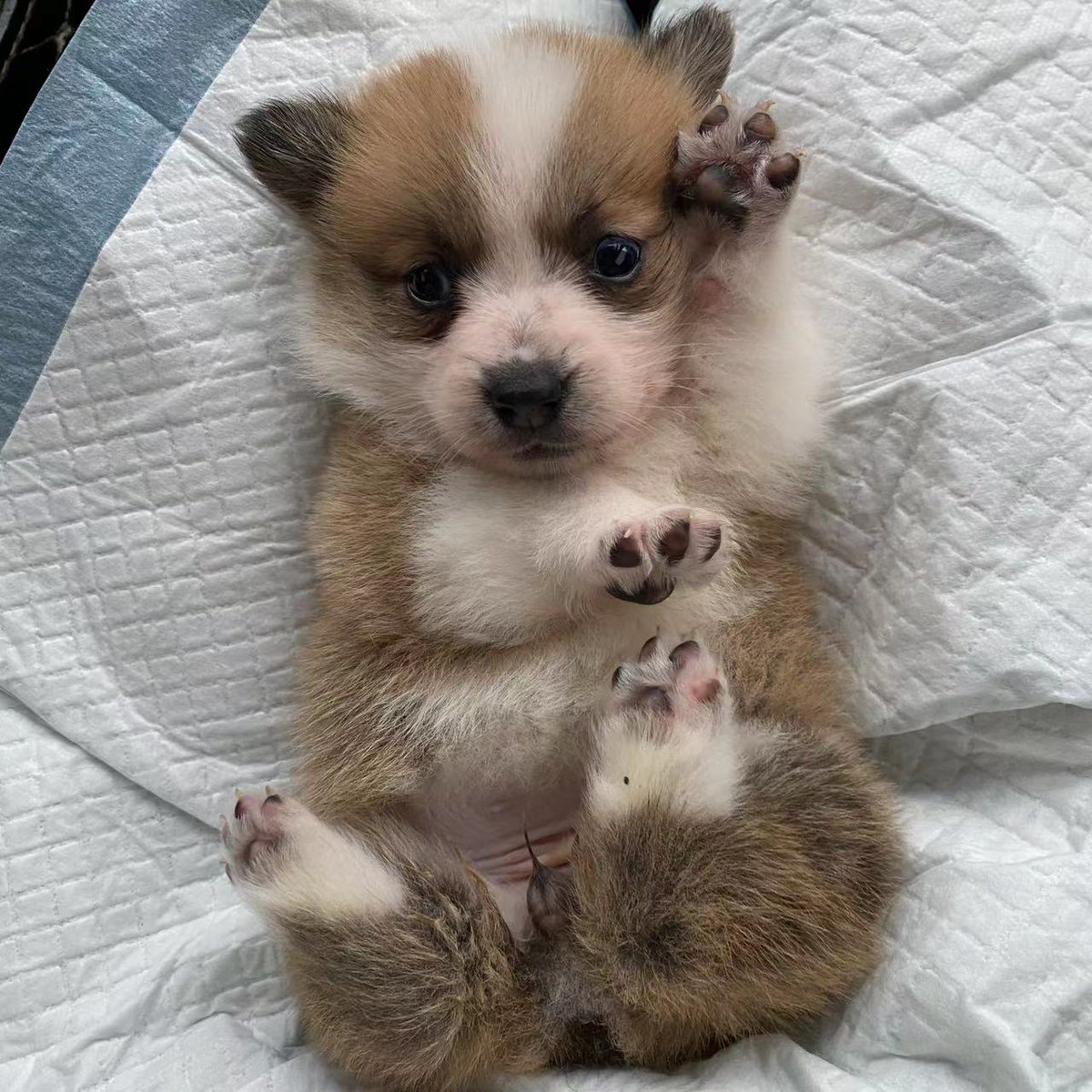 PetChain2's tweet photo. Isn't that cute🥰🥰🥰
#dog #carnivore #tail #meatlover #lovemydogs #pets #animallover #wildlife #animalsaddict #whiskers #companiondog #fawn #snout #topdog #snoutout #dogphotos https://t.co/xwHC8I6xPZ