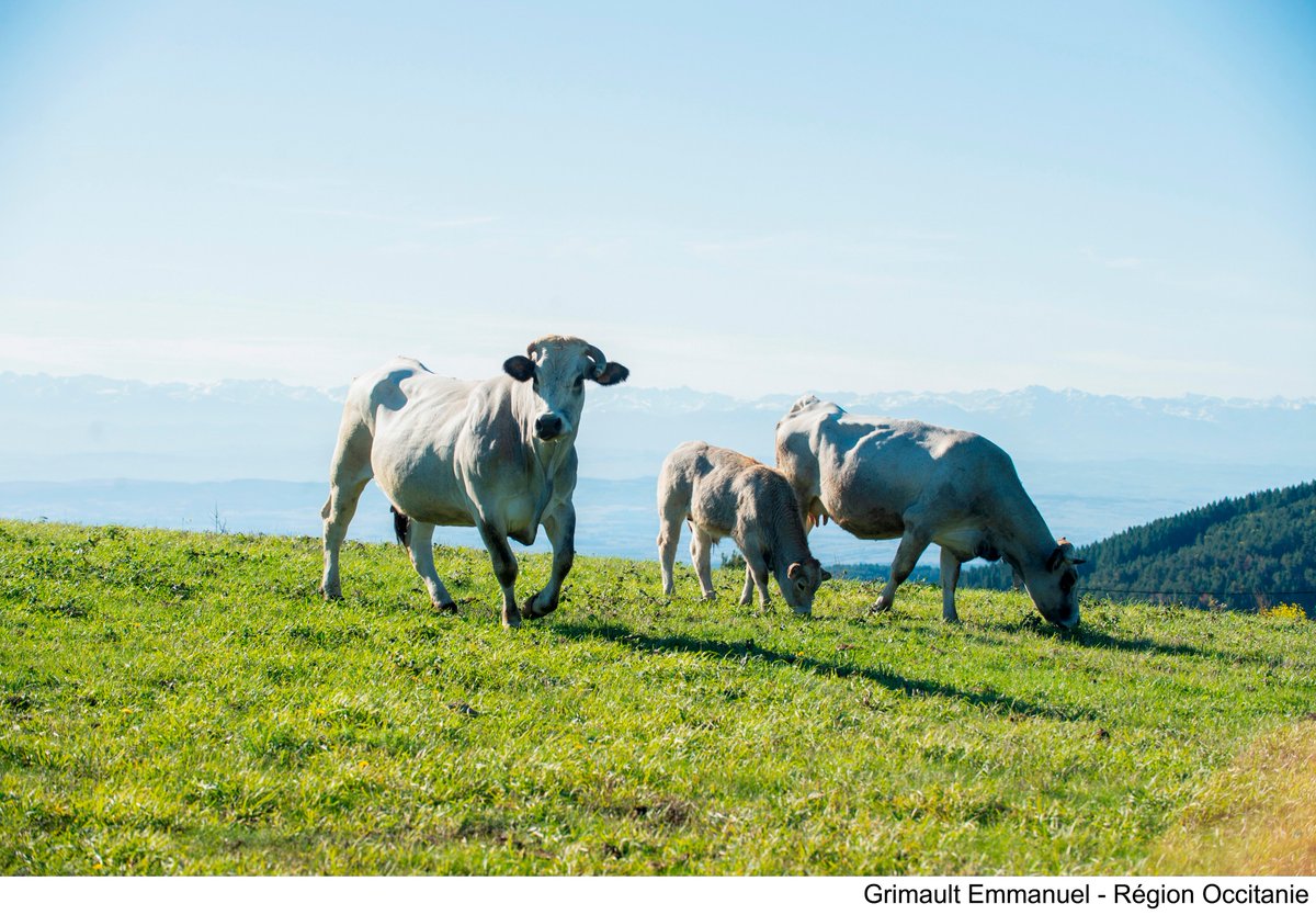 Occitanie's tweet image. Lumière sur les #éleveuses &amp;amp; #éleveurs d’#Occitanie 🐮
Du 8 au 11 décembre, ils présenteront ➕ de 100 animaux à la ferme de #REGAL #SudDeFrance. L’occasion pour Nicolas Lassalle de faire découvrir la #Gasconne des #Pyrénées qu'il élève en terre #audoise↩
regal.laregion.fr