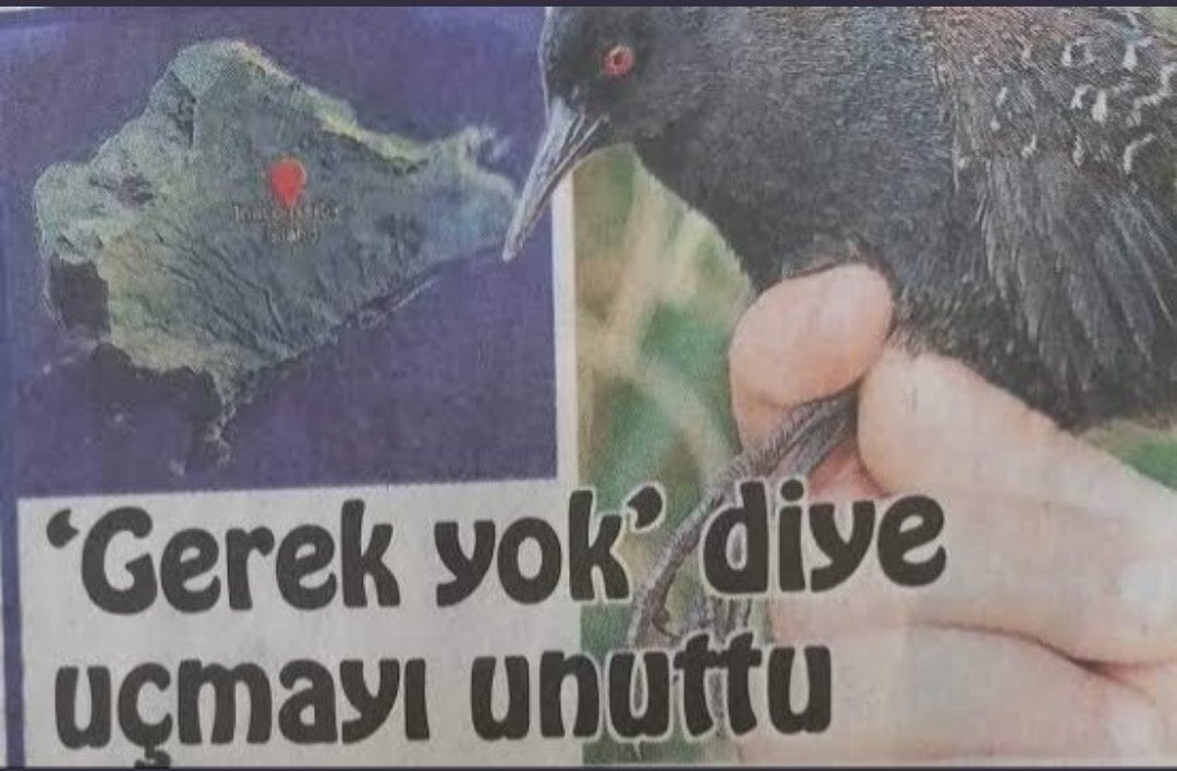 şu aralar benim kafaya en yakın kişi