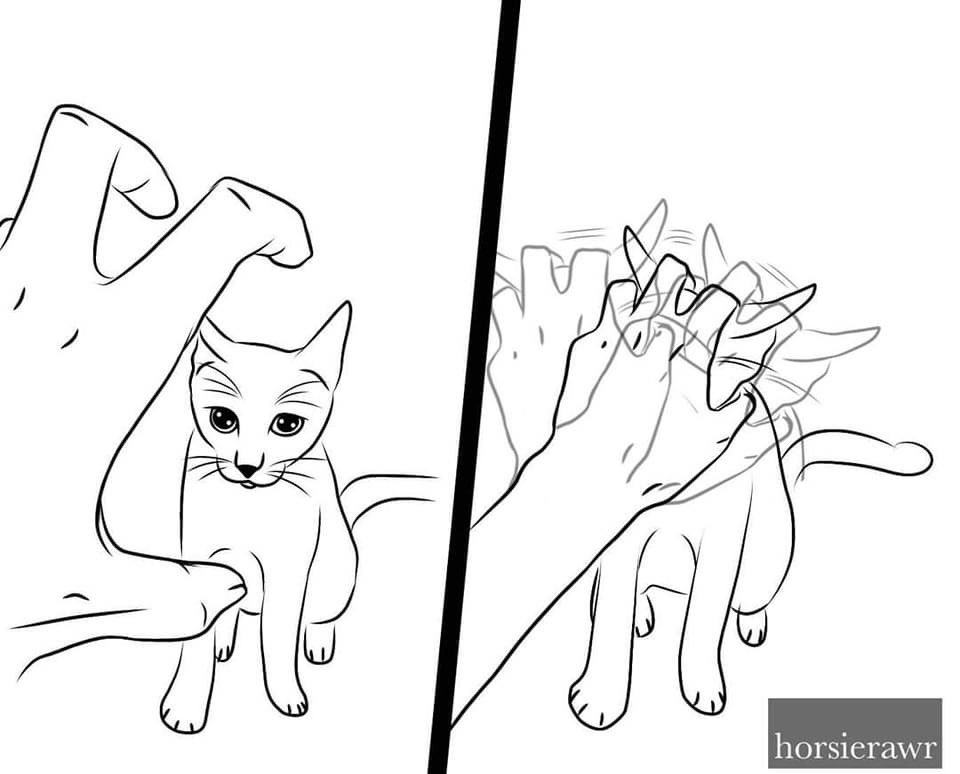 kansaita_'s tweet photo. nadie:

yo a mi gato cada vez que lo veo: https://t.co/ypKMp663Ys