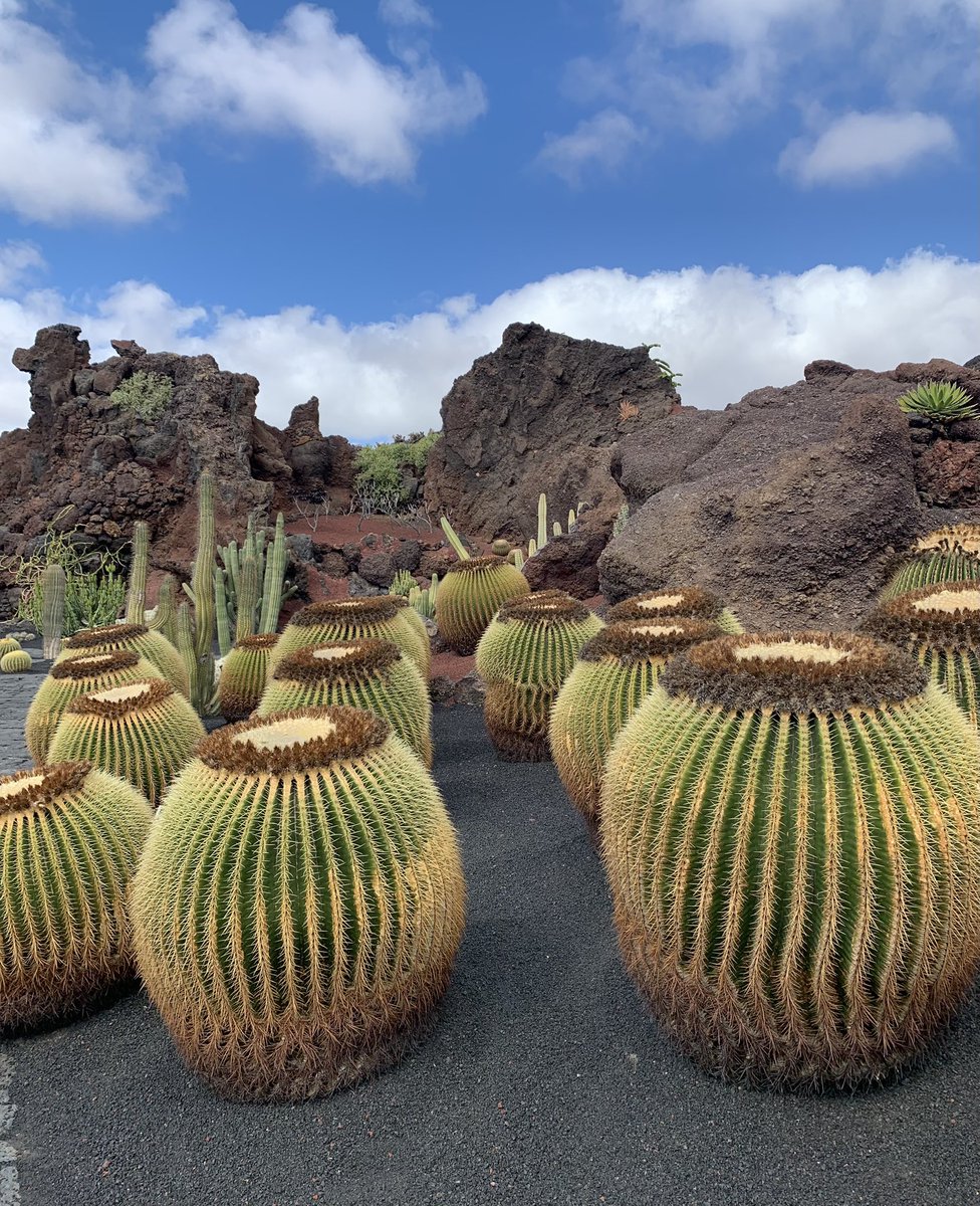MabbottKerry's tweet photo. @mr_plantgeek Lanzarote, lovely botanical gardens https://t.co/hn14sqNOZR