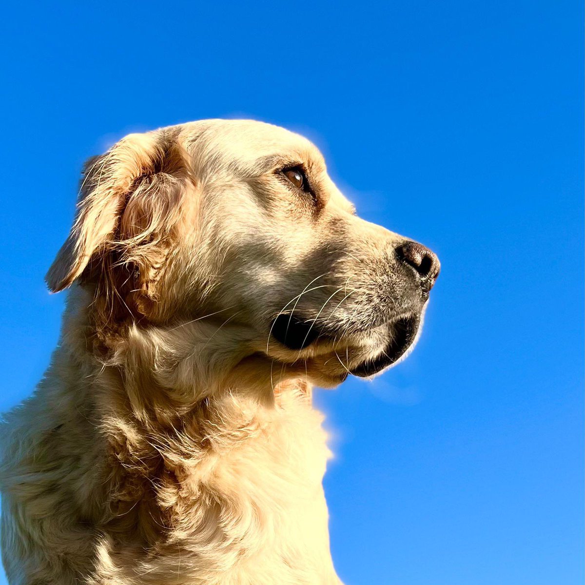 The sun is shining on our Goldie today ❤️

Goldie is one of our companion dogs in training with us at the moment.  She has ga lovely calm nature and will make the most amazing companion for someone 🐶🦮

Please get in touch with us if you’d like to know more..