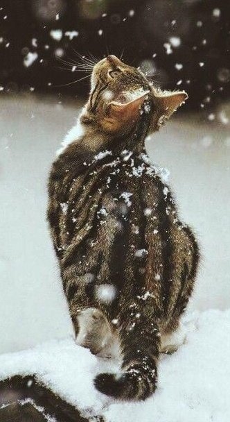 ruben_corella's tweet photo. #snowing #snow #snowishere #nieve #nevada #frozen #december #Diciembre #caturday #cat #catlover #catslover #kitten #coldwave #belleza #snowlover #cutepet #pets #gato #gatito #FelizJueves #ThursdayMotivation https://t.co/7mQPzPj8Yr