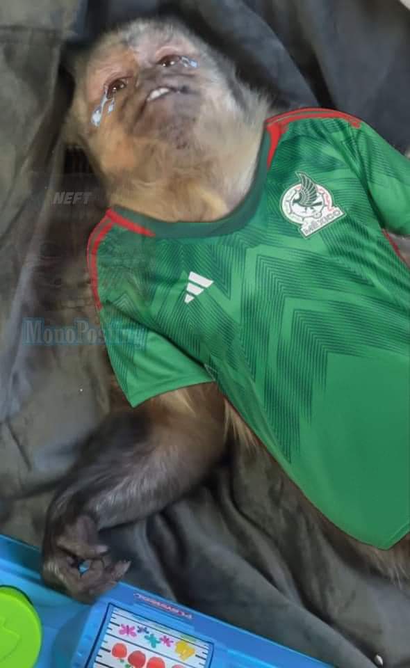 Cony_Paz99's tweet photo. @miseleccionmx https://t.co/bIf8k8bg2E
