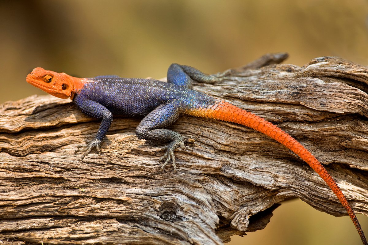 adonadaga's tweet photo. Oh poor Lizard, you are beginning to look delicious ones again like you did in the 1980s and 90s when i was a young boy growing up in Navrongo-Nayagenia. Grasscutter, Chicken, Fish, Goat, Cow meat, Sheep, Pig  have all gained Monitory Immunity.Hmmmm, 3komi Mp3 D...!!! https://t.co/wkRcvPNU69