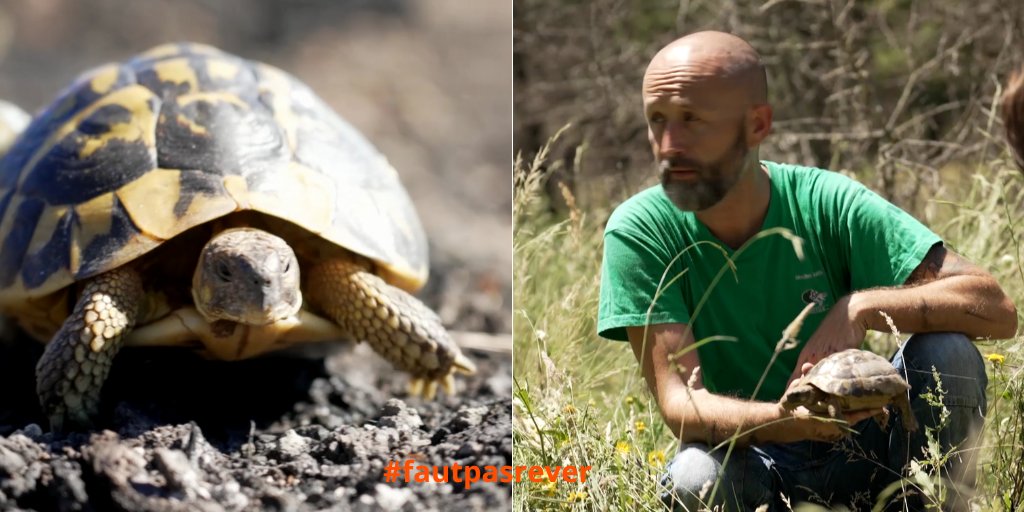 Sébastien Caron avec son association a décidé de sauver les tortues d'Hermann qui ont survécu aux incendies dans le Massif des Maures.
#fautpasrever #sainttropez #midi #environnement @France3tv tortuesoptom.org