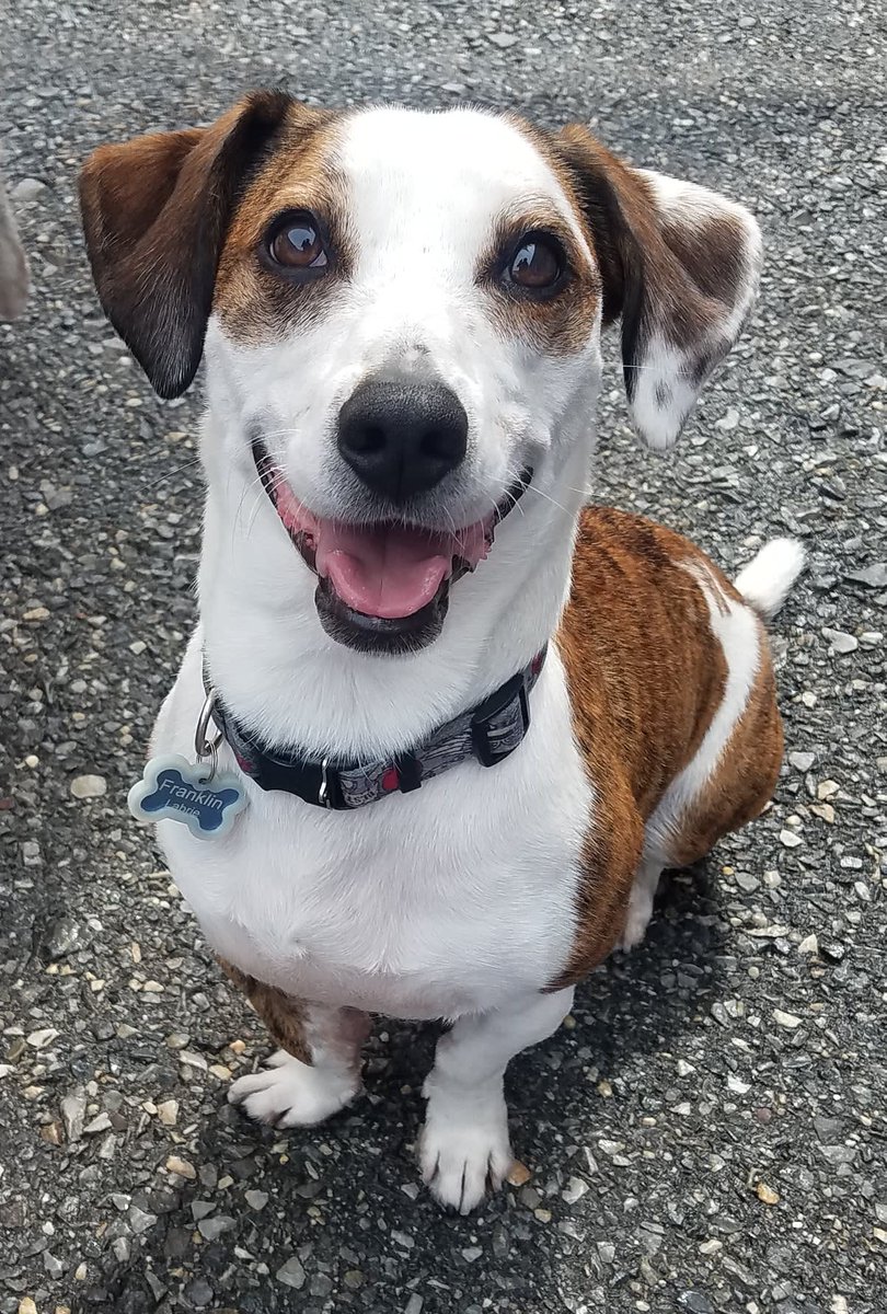 CBPhilly's tweet image. Put your hands and paws together for Franklin, our Dog Of The Week! He is a five year old Jack Russel Beagel Mix who has been coming for over four years now. #CentralBarkPhiladelphia #DogOfTheWeek #PawsUp #KeepCalmAndEatOn