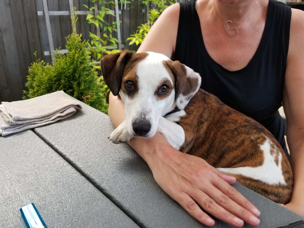 CBPhilly's tweet image. Put your hands and paws together for Franklin, our Dog Of The Week! He is a five year old Jack Russel Beagel Mix who has been coming for over four years now. #CentralBarkPhiladelphia #DogOfTheWeek #PawsUp #KeepCalmAndEatOn