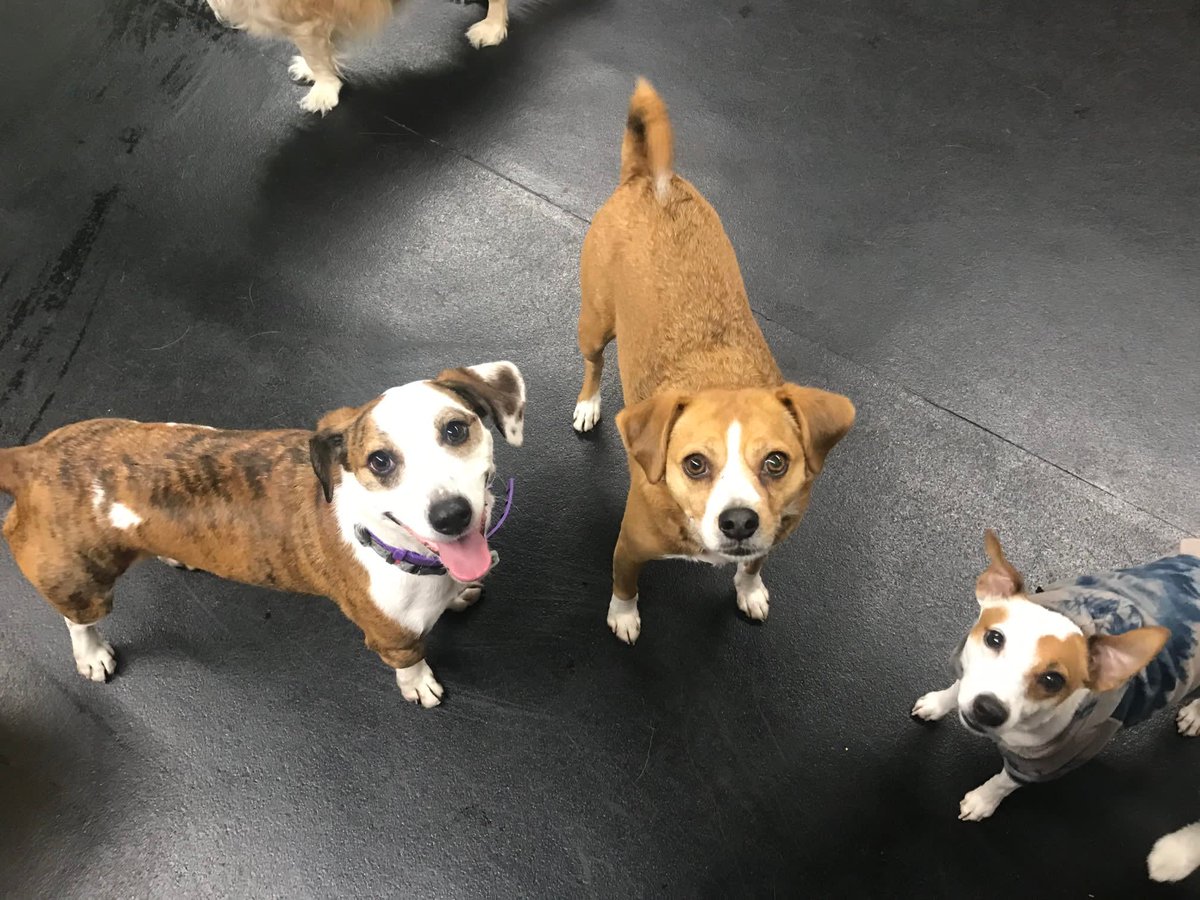 CBPhilly's tweet image. Put your hands and paws together for Franklin, our Dog Of The Week! He is a five year old Jack Russel Beagel Mix who has been coming for over four years now. #CentralBarkPhiladelphia #DogOfTheWeek #PawsUp #KeepCalmAndEatOn