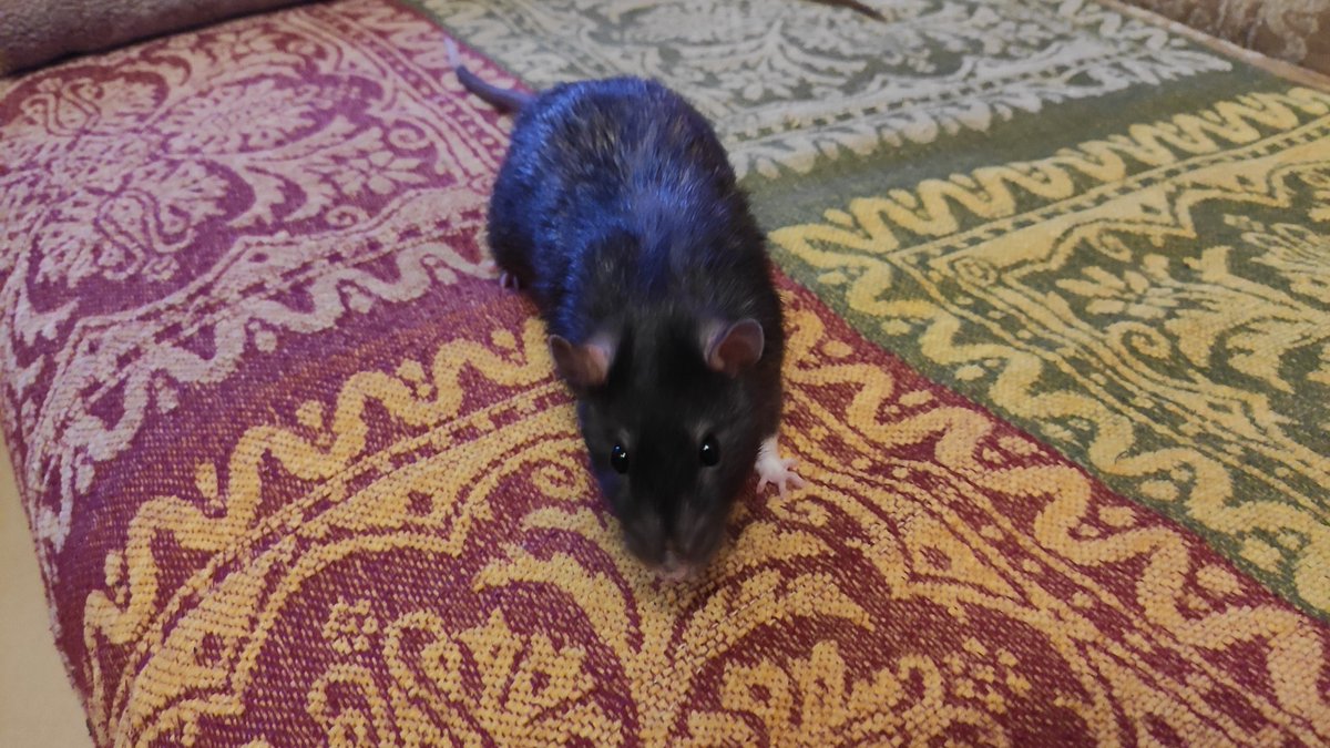 ♥️#rats