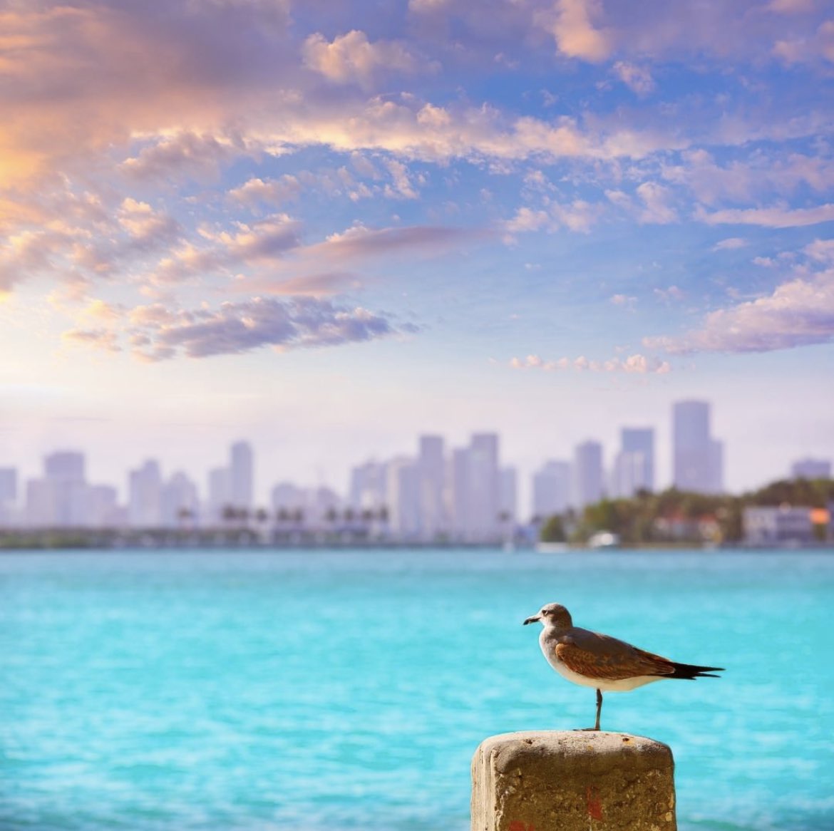Join us on Saturday, December 10th, from 9am - 11am for a #Paddleboard #Cleanup in #BiscayneBay!

Bring your paddleboard or kayak, H2O in reusable water container, water shoes, sunscreen (reef safe), hat, a trash grabber if you prefer one

Registration #LinkInBio