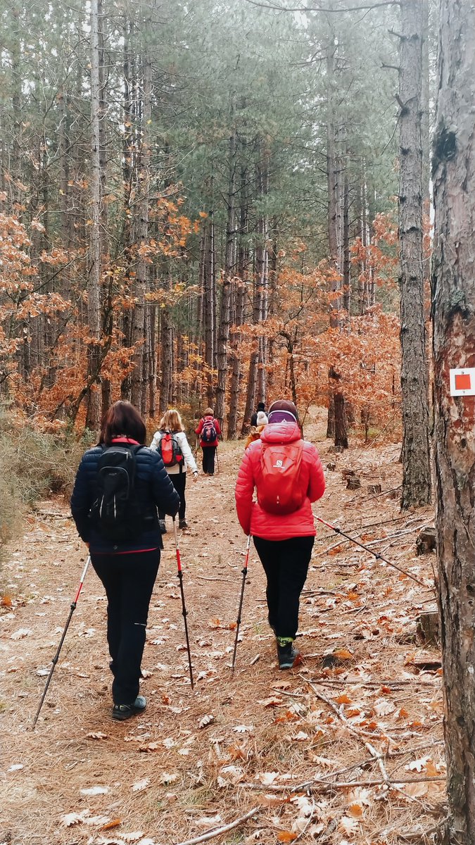 TraceyecoM's tweet photo. #traceyoureco #hikingadventures #outdoor #activities #NaturePhotography #life #experienceroutes #Discovery #dream #forest #Colors #paths #discovergreece https://t.co/i28lGaMVb6