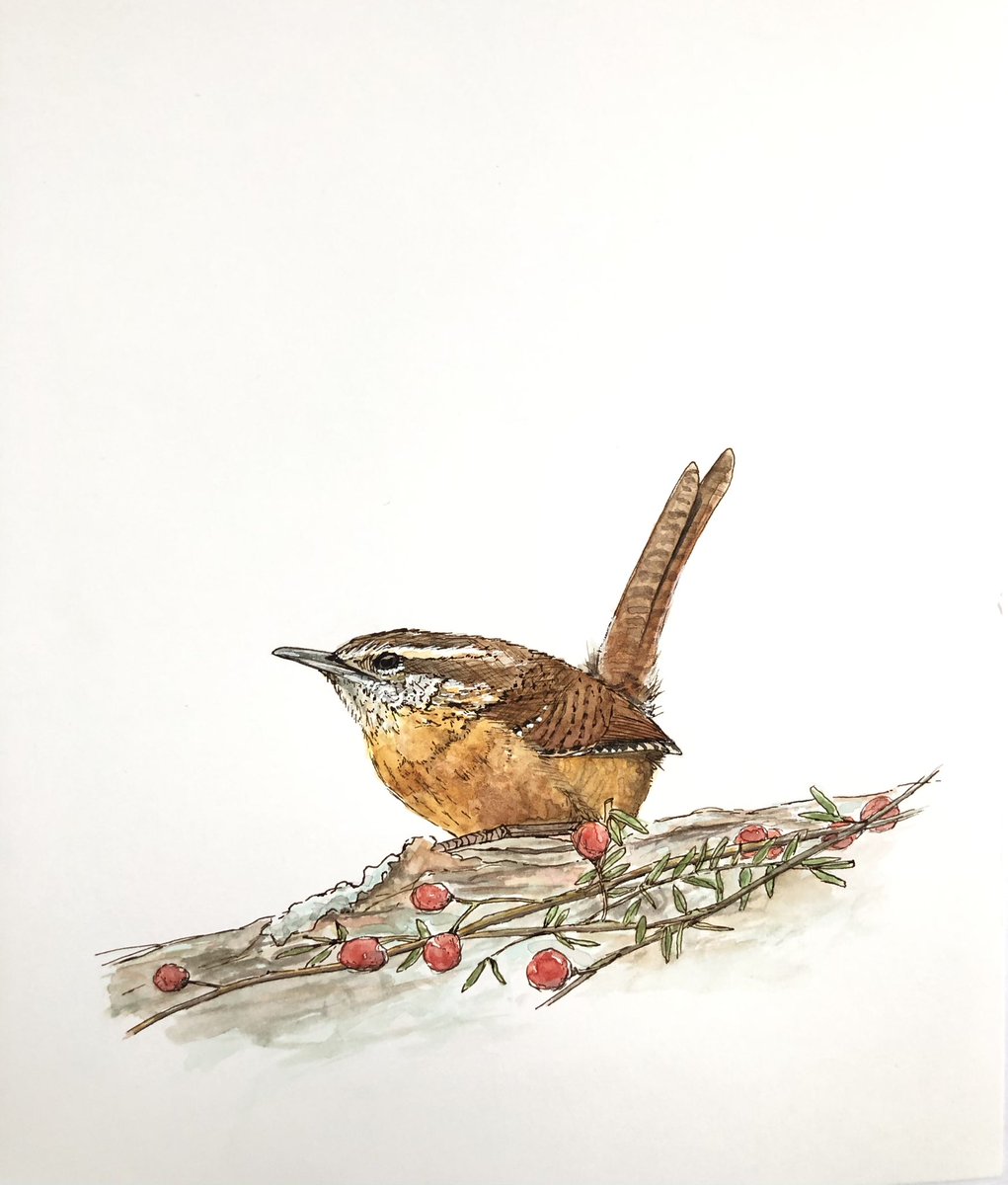 A fancy Carolina Wren for November’s #birdwhispererproject 

#birdwhisperer @BirdWhisperers  #watercolourandink #birdart