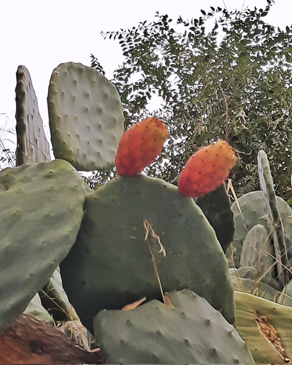 celesgalan64's tweet photo. #chumbera 🌵 https://t.co/mYx6bLdobu