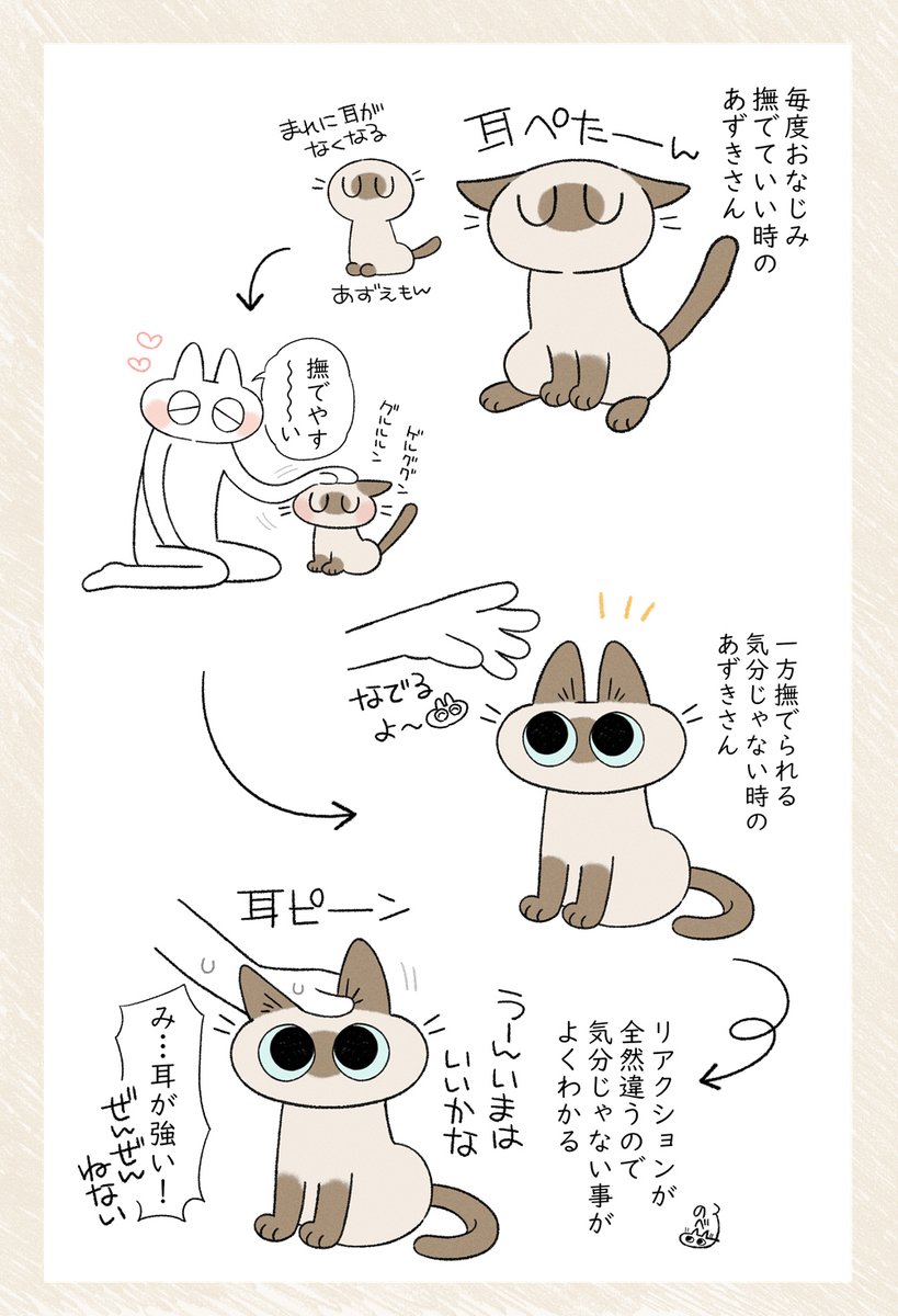 最近耳だけで飼い主にわからせられるようになった…
 #シャム猫あずきさんは世界の中心 