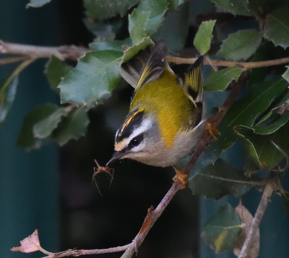 JoKingDevon's tweet photo. Excellent views of 2 #Firecrests beside the entrance to Starcross Yacht club (a 3rd bird was calling from Powderham deer park behind me too) #ExeEstuary #Devon https://t.co/9IMeNnsOET