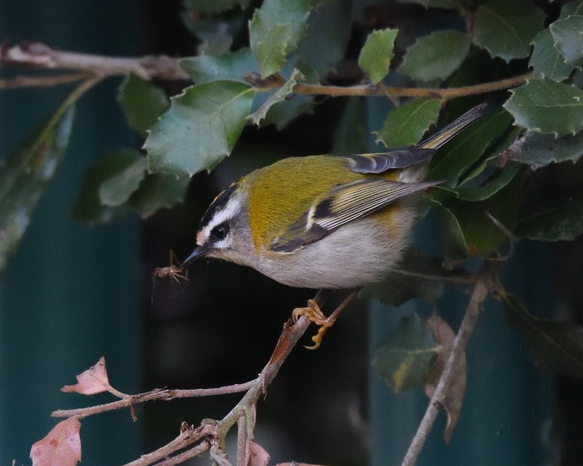 JoKingDevon's tweet photo. Excellent views of 2 #Firecrests beside the entrance to Starcross Yacht club (a 3rd bird was calling from Powderham deer park behind me too) #ExeEstuary #Devon https://t.co/9IMeNnsOET