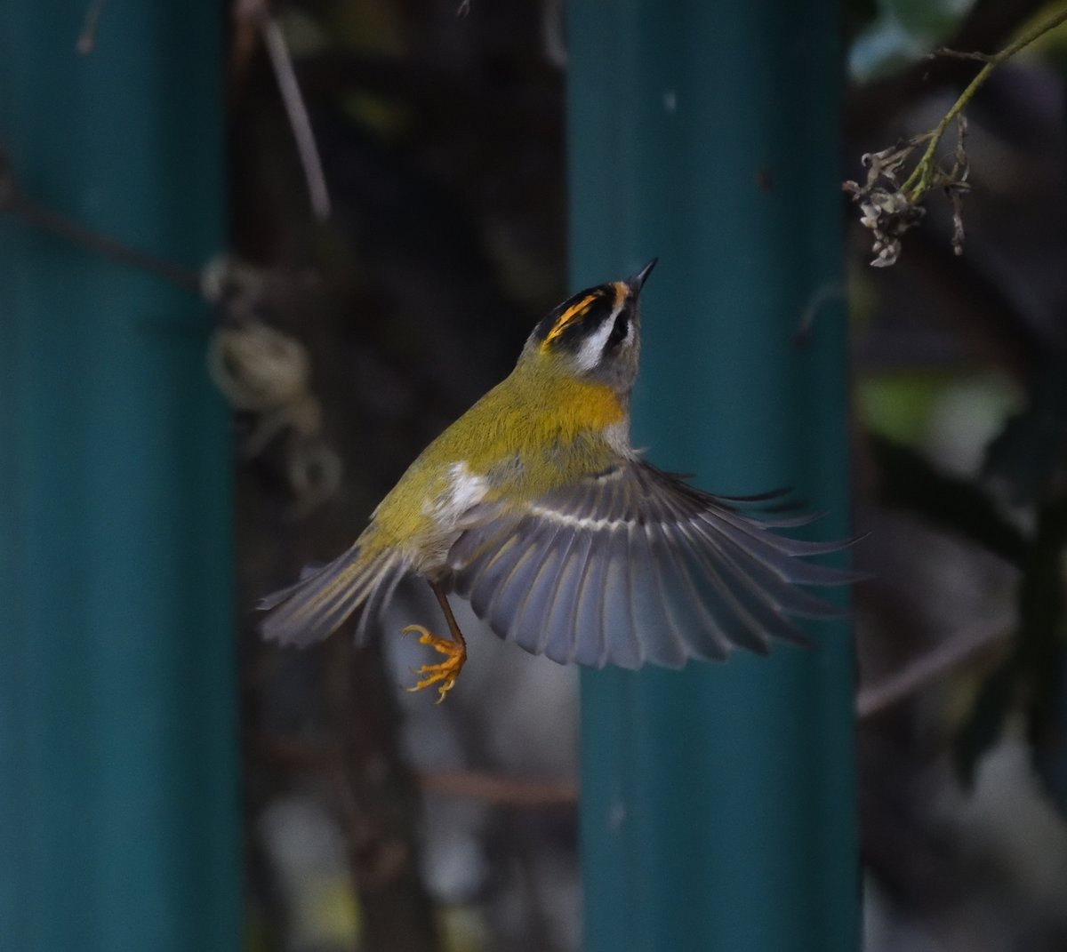 JoKingDevon's tweet photo. Excellent views of 2 #Firecrests beside the entrance to Starcross Yacht club (a 3rd bird was calling from Powderham deer park behind me too) #ExeEstuary #Devon https://t.co/9IMeNnsOET