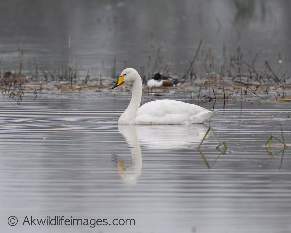 AndrewKirby18's tweet image. Whooper Swan is still showing well at Catcott Lows. @AvalonMarshes.
@SomersetWT.