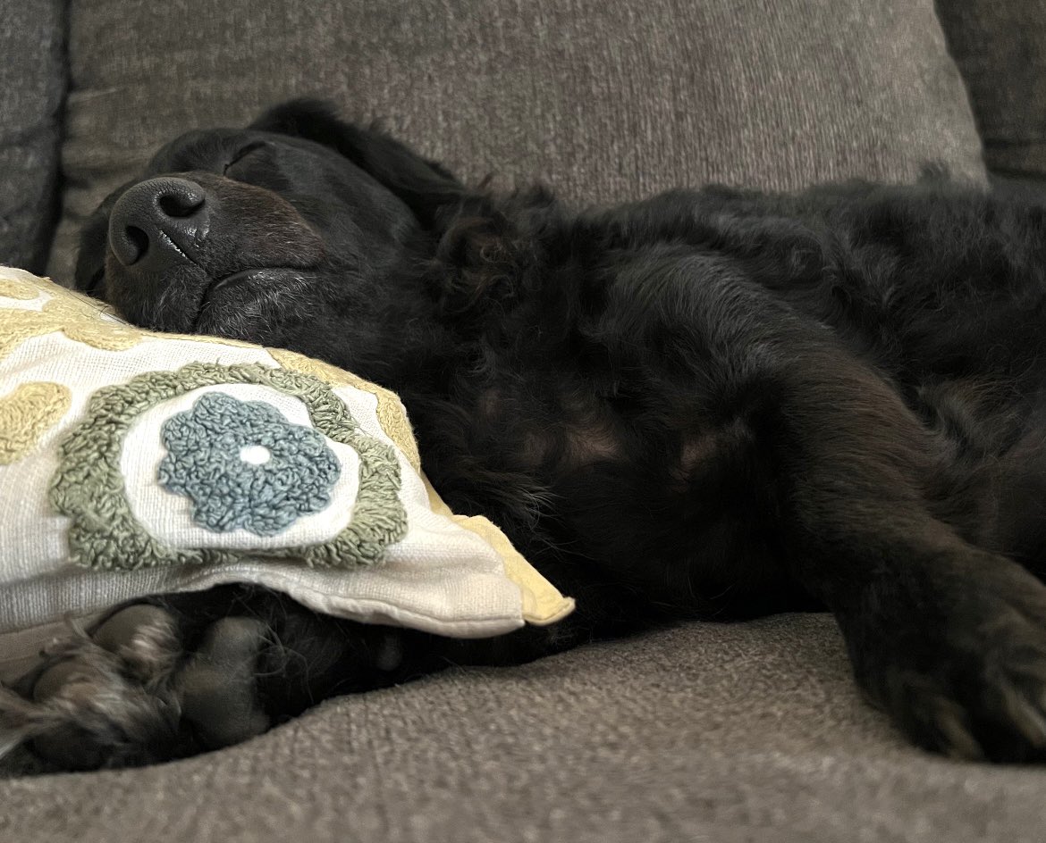 Domesticated wolf breed known as Canis Lupus Bed Bath Beyondus