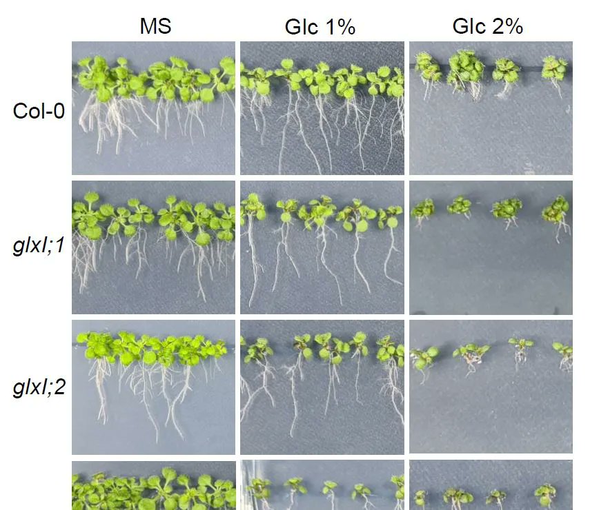 Plant Physiology (@plantphys) on Twitter photo Two plant glyoxalase systems with different evolutionary origins detoxify diverse reactive carbonyl species <a href="/BalpardaManuel/">Manuel.Balparda</a> <a href="/MaurinoLab/">MaurinoLab</a> <a href="/ASPB/">ASPB</a> #PlantSci buff.ly/3Vtrez2 Two plant glyoxalase systems with different evolutionary origins detoxify diverse reactive carbonyl species <a href="/BalpardaManuel/">Manuel.Balparda</a> <a href="/MaurinoLab/">MaurinoLab</a> <a href="/ASPB/">ASPB</a> #PlantSci buff.ly/3Vtrez2