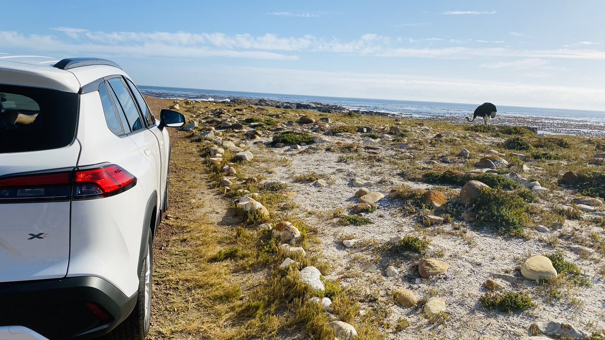 brokensuit44's tweet photo. From the hip homes of Camps Bay, to watching penguins wiggle on Boulders Beach, to the wine kiosks in Kirstenbousch, watching Ostriches at the Cape of Good Hope, and the scenic Chapman’s peak drive… 

Meet the Xs #ToyotaCross 

A car made to handle this, that and some more. https://t.co/ganV3VjHvQ