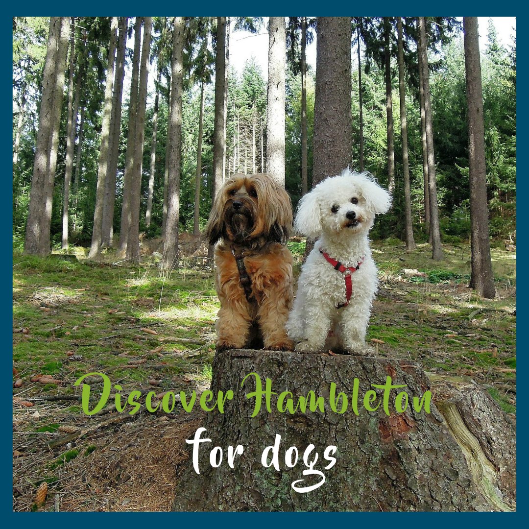 We all love our four legged friends and within Hambleton we are proud of the venues, restaurants, pubs etc that welcome them all year around. Take a look online on just some of the venues (some award winning) you can visit.

#Discoverhambleton #DogFriendly