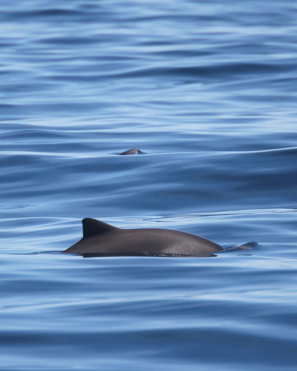 The waters around <a href="/skomer_island/">Skomer Island</a> are some of the richest in Wales! Dolphins and porpoises are often spotted on the journey over to the island, and seals can be seen swimming in the shallows! 🐬🌊🚤

👉Comment your favourite Skomer experience!

📸 Niki Clear