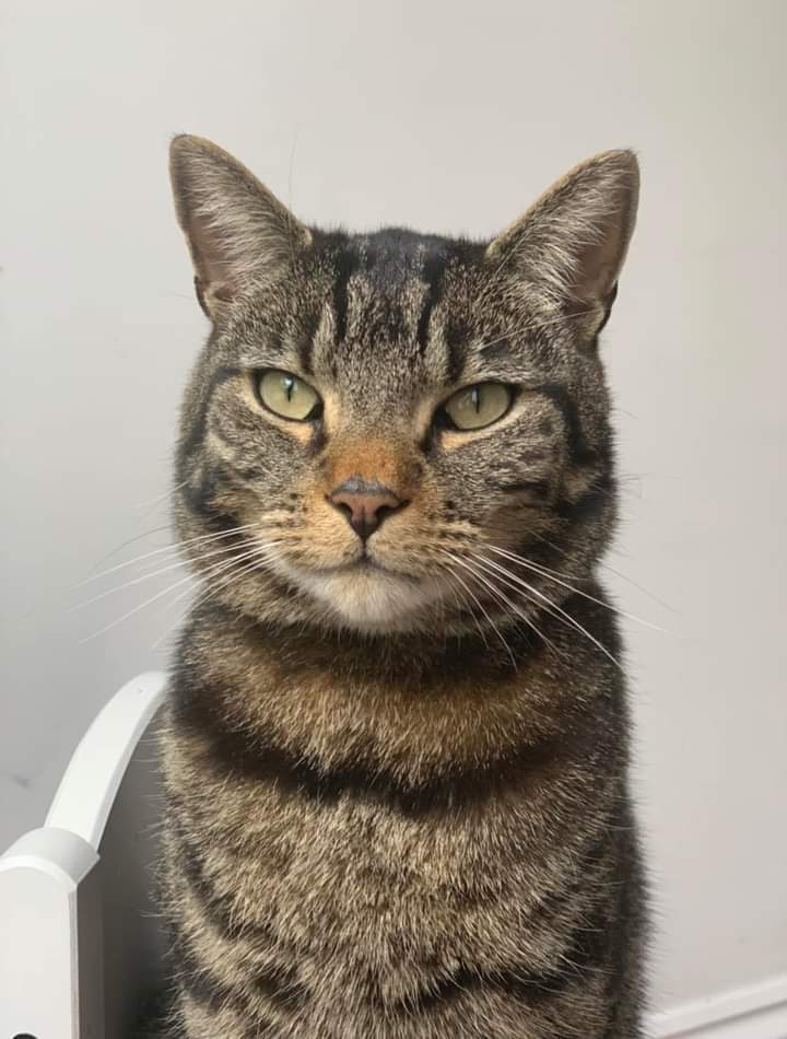 JohnDaffern2's tweet photo. Please help! #Missing Male tabby cat called Bertie! Much loved family pet! He escaped from my parents house near #SandyMead #Epsom #Surrey #KT19 area in the early hours of Wednesday 30th Nov. He isn’t familiar with the area at all and is quite shy. He is wearing a red collar. https://t.co/yl8O82KBOB