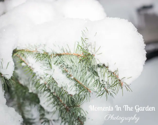 MomentsintheG's tweet photo. My end of November garden.  Heavy snowfall last night and it is still snowing.  #endofnovember #mygardentoday #heavysnowfall #winterwonderland #winter #momentsinthegardenphotography https://t.co/uREV3zHQBk