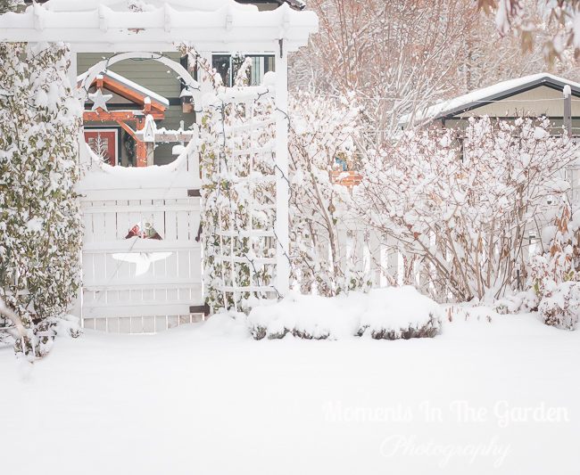 MomentsintheG's tweet photo. My end of November garden.  Heavy snowfall last night and it is still snowing.  #endofnovember #mygardentoday #heavysnowfall #winterwonderland #winter #momentsinthegardenphotography https://t.co/uREV3zHQBk
