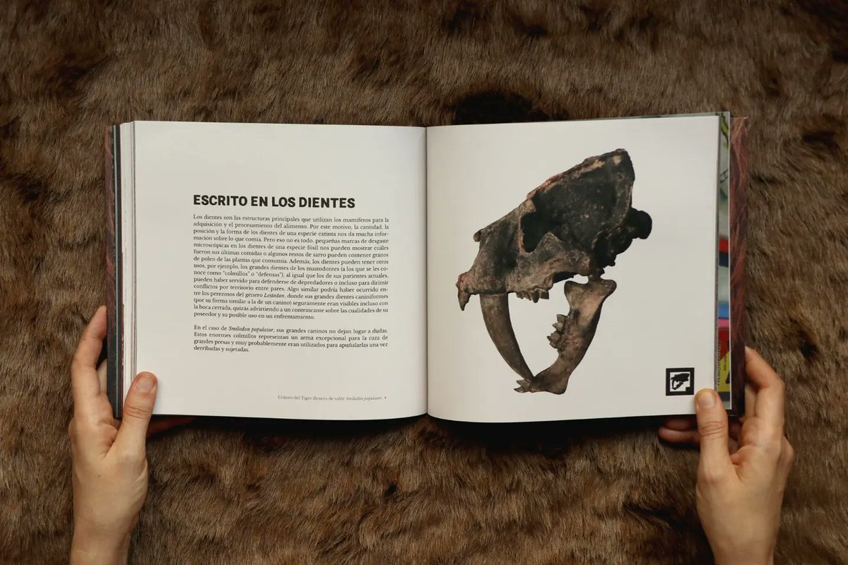 megafauna3d's tweet photo. Presentamos Megafauna 3D, un libro de huesos.
Un viaje en el tiempo en el que los animales extintos vuelven a la vida en la pantalla y el papel.
Conseguilo en librerías, escribiéndonoz por privado o a megafauna3d@gmail.com https://t.co/ZBbf9wPomv