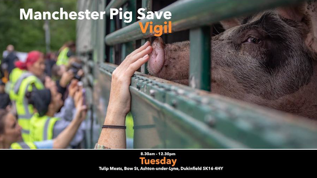 GMcalendar's tweet photo. Are you #vegan and love animals? Join #Manchester #PigSave Vigil at Pilgrim's UK #Ashton next Tuesday at 8:30am-11:30am! The group hold vigils for pigs being transported to slaughter. #Compassion is not a crime. Like, #follow & share it with your #friends https://t.co/PRSRmGAF4b https://t.co/Sn6yFBrqX6