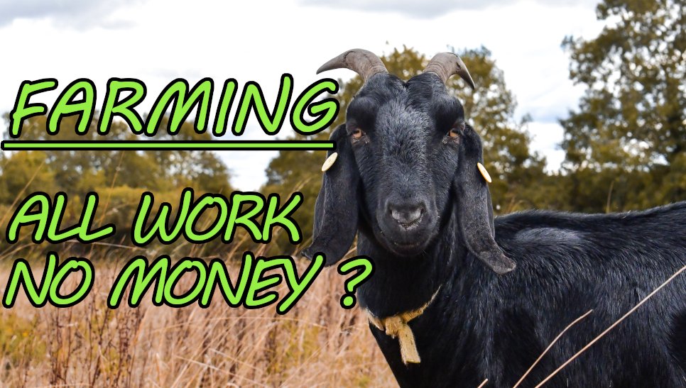 GWakelingWriter's tweet photo. 🌱 NEW VIDEO 🌱

There's A LOT going on at the farm but is it bringing in any money?

https://t.co/n7XzsoUitc https://t.co/hcsa7hK4Yf