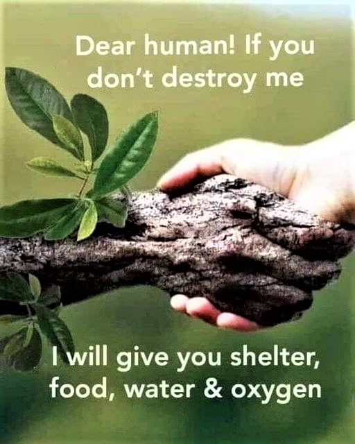 Greenisamissio1's tweet photo. Night Thoughts:
I think it is time that we reach out to nature and finally do what we should have been doing for a long time, protect and restore nature. And I mean all of us. 🌳🌲🌱🌿☘️🍀💚 https://t.co/sq6hW73RxM