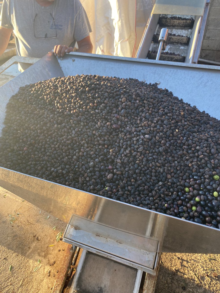 Geronimi Josepha tweet media