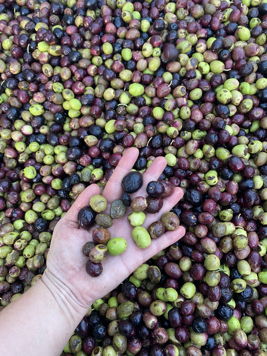 Geronimi Josepha tweet media