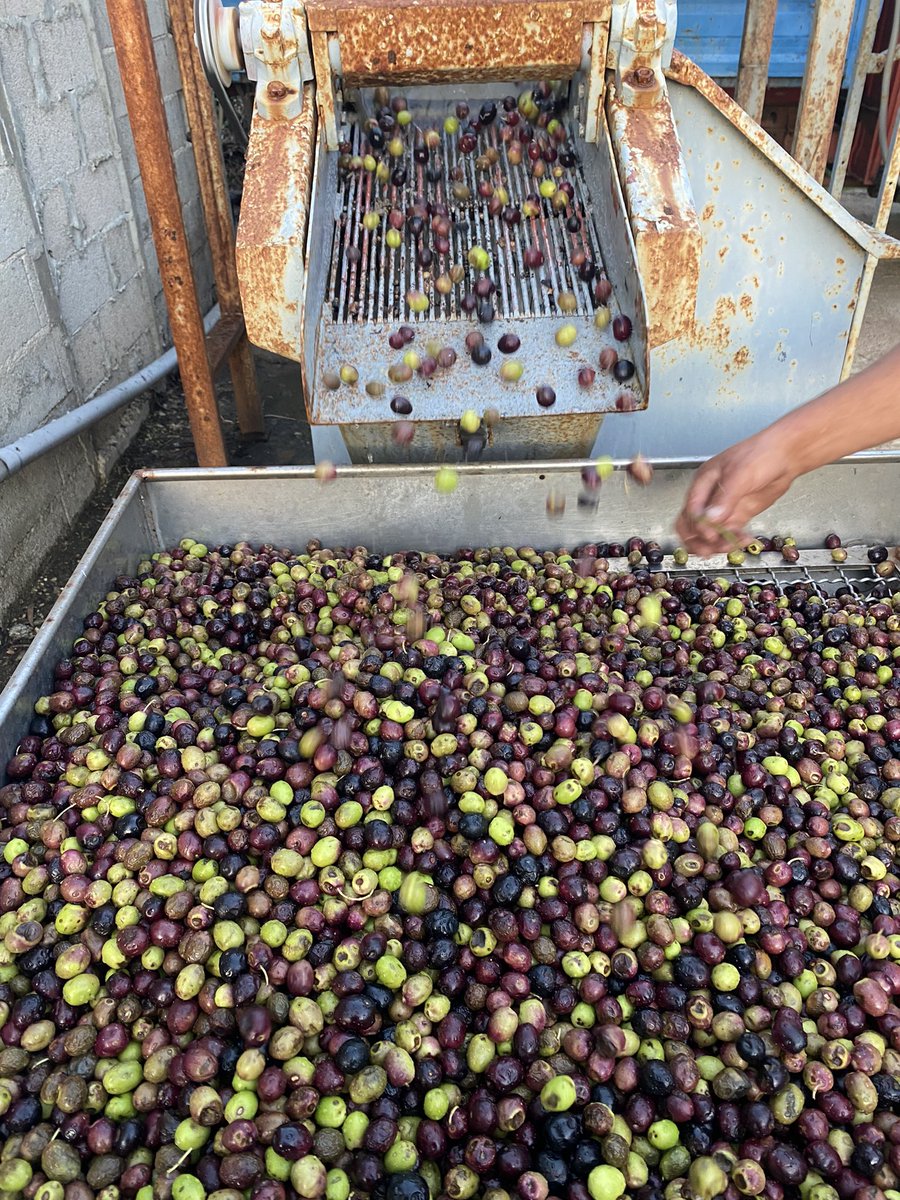 Geronimi Josepha tweet media