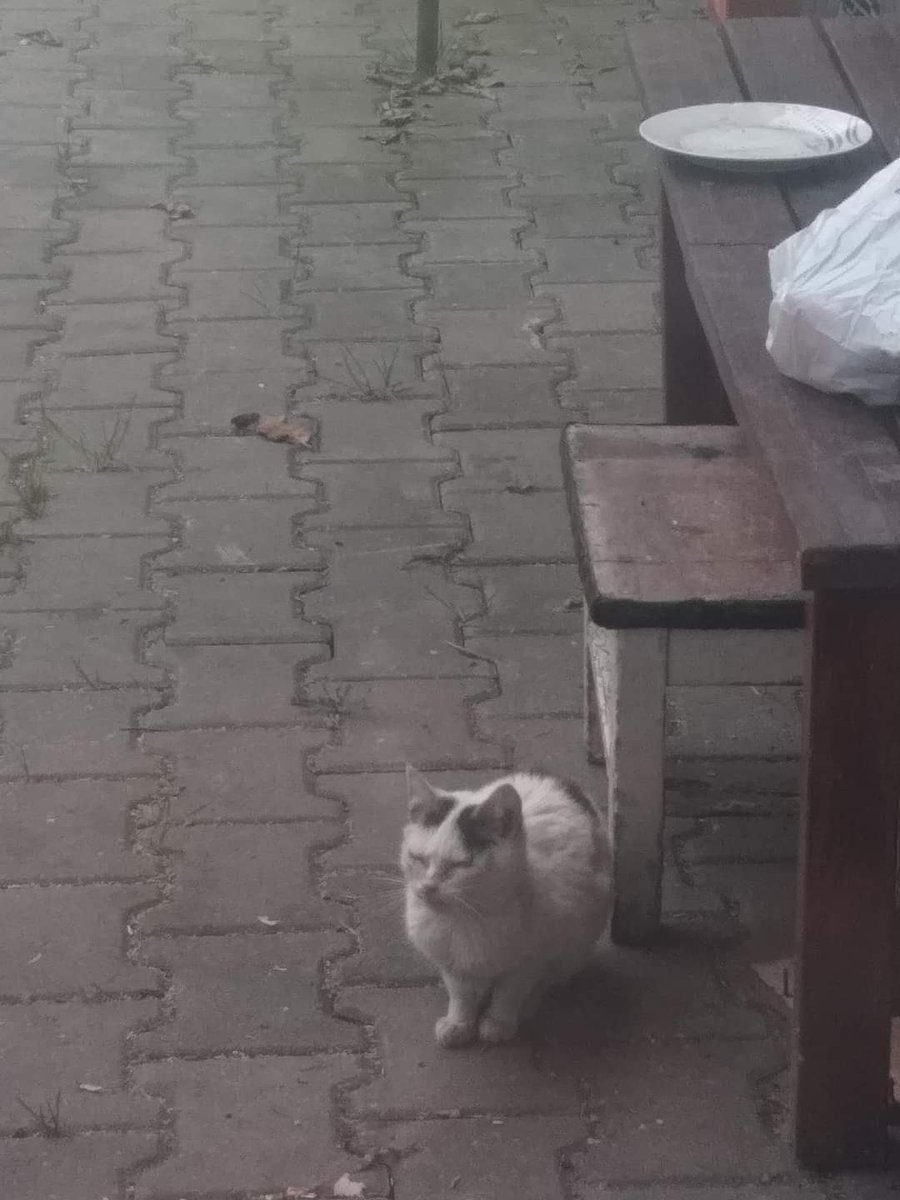 KOCHANI ❗❗❗❗
 
Szukamy pilnie domu tymczasowego dla małego kotka. Fundacja wszystko zapewnia, jedzenie, leki itp. Kotek ma koci katar, więc musiałby być odizolowany od innych kotów. Ma ok. 3 miesiące
Szukamy domu na obszarze Śląska

#rt