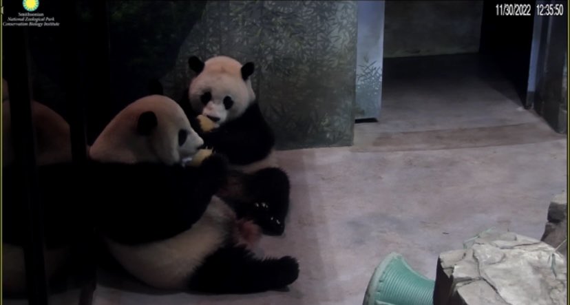 michele_hiatus's tweet photo. @BeccaInBalt @erintophat2 @DCPandaCub4 @houseofcubs @pinkypanda0823 @tiantianpanda97 @YuanMengPanda @LoveofPandas1 @lis_animal @meganh44 @DCPandaGirl @Kathy30440361 @AmandaH59289729 @Tizthalife77 @MommyMei98 @PookieDigi4Ever @NationalZoo @YanyanKitty1 @DodgerAmes @1stFanofChicago @rosebeck41 🍧 Having desserts after lunch https://t.co/J7sVEEVde2