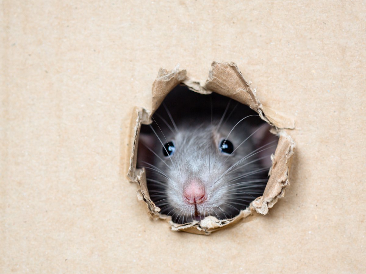 The #frost in the morning, heaters turning, and hats and coats worn more. There's no mistaking it, it's getting #cold! #Rats and #mice are getting cold too, and the multitudes of rodents are looking to enjoy some warmer time inside of your home as well. #pestcontrol #WeCanHelp