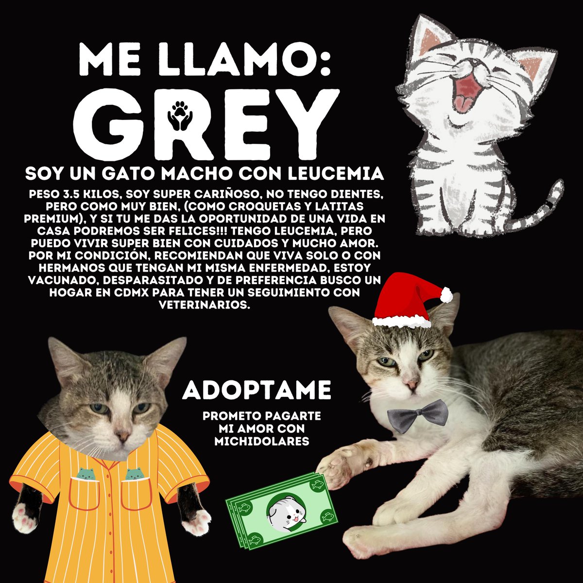 Nos ayudan con miles de RT para encontrar un hogar para un gatito con Leucemia, se llama Grey y merece un hogar amoroso, que lo cuiden mucho y amen mucho mucho contacten a @MeowWorkshop