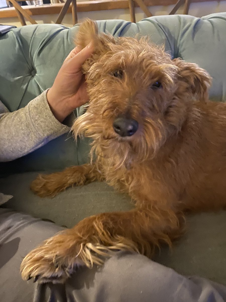 IrishTerrier's tweet photo. Me Grandhoo is feeling a bit ruff pals and could do with an ear rub himself while he gets better so how’s about my luffly pals post some pics under this post to cheer him up. He’s a big fan of mine and me of him so much appreciated #grandad #poorly #sendingluff 🐾 https://t.co/pseosVhbBQ