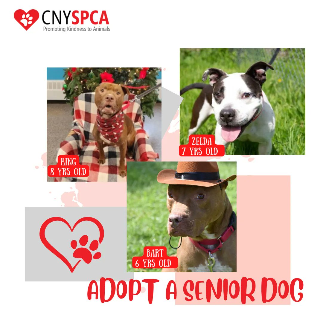 Central New York SPCA tweet media